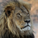 Cecil the Lion in 2013.